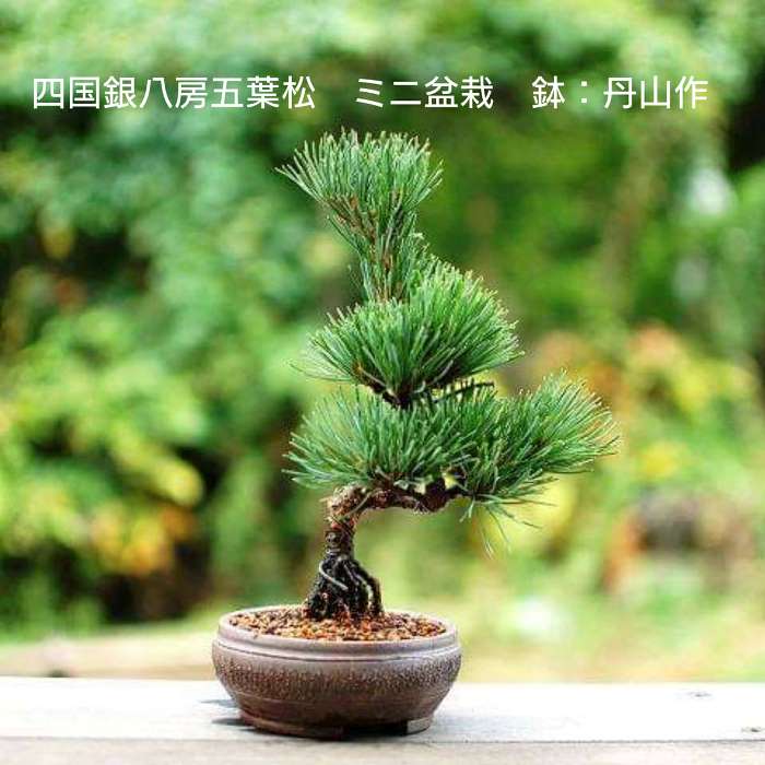 五葉松(四国銀八房)盆栽