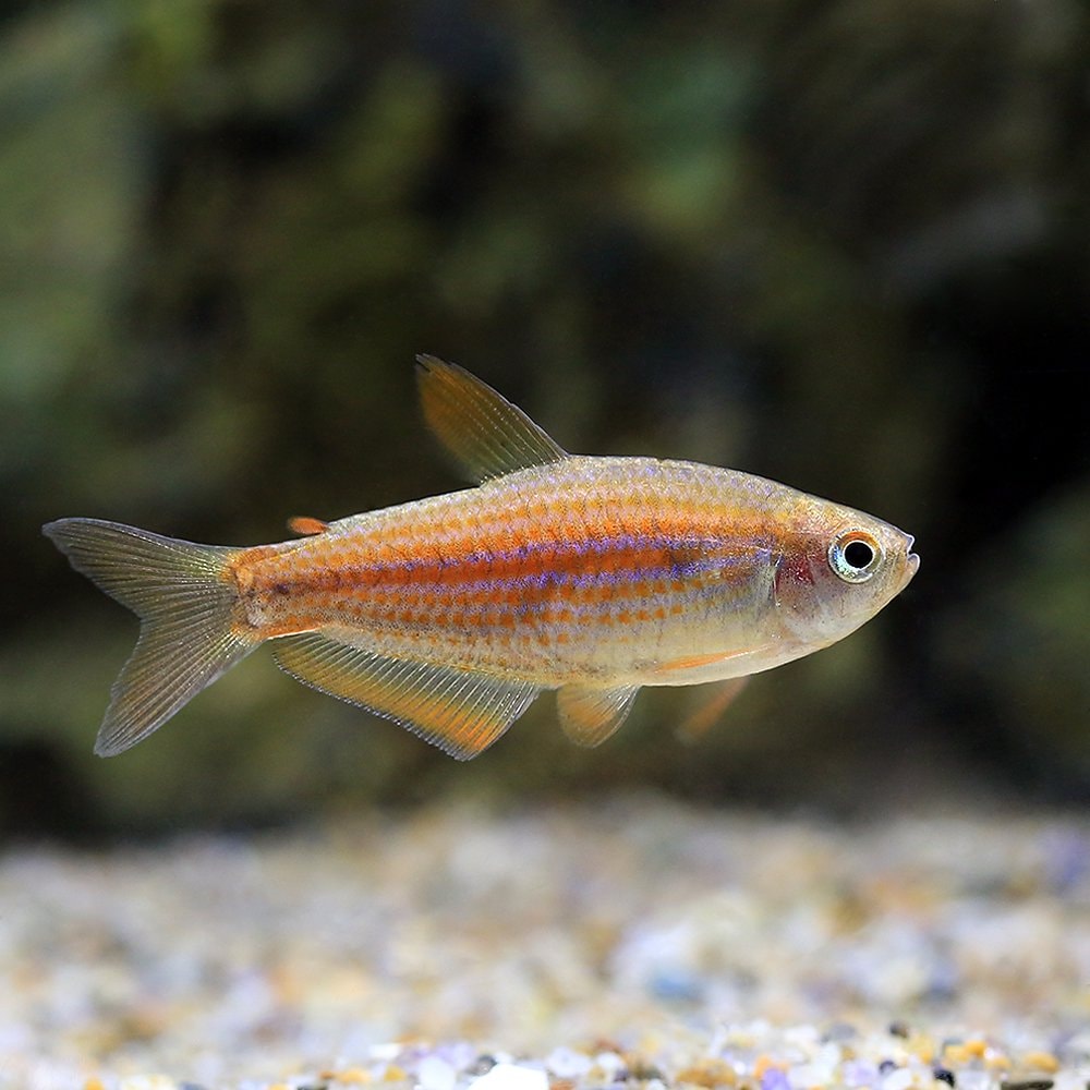 （熱帯魚）インパイクティス・パラウアピランガ（ブリード）（１匹）　北海道航空便要保温　ＣＲＣ13―20―10―25―00