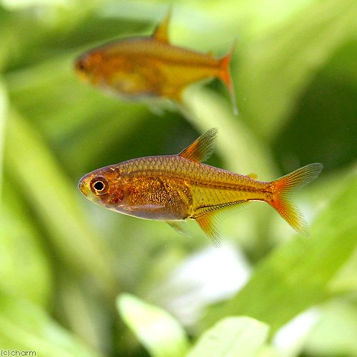 （熱帯魚）ファイアー・テトラ（１００匹）　北海道・九州航空便要保温　ＣＲＣ13―20―10―15―00