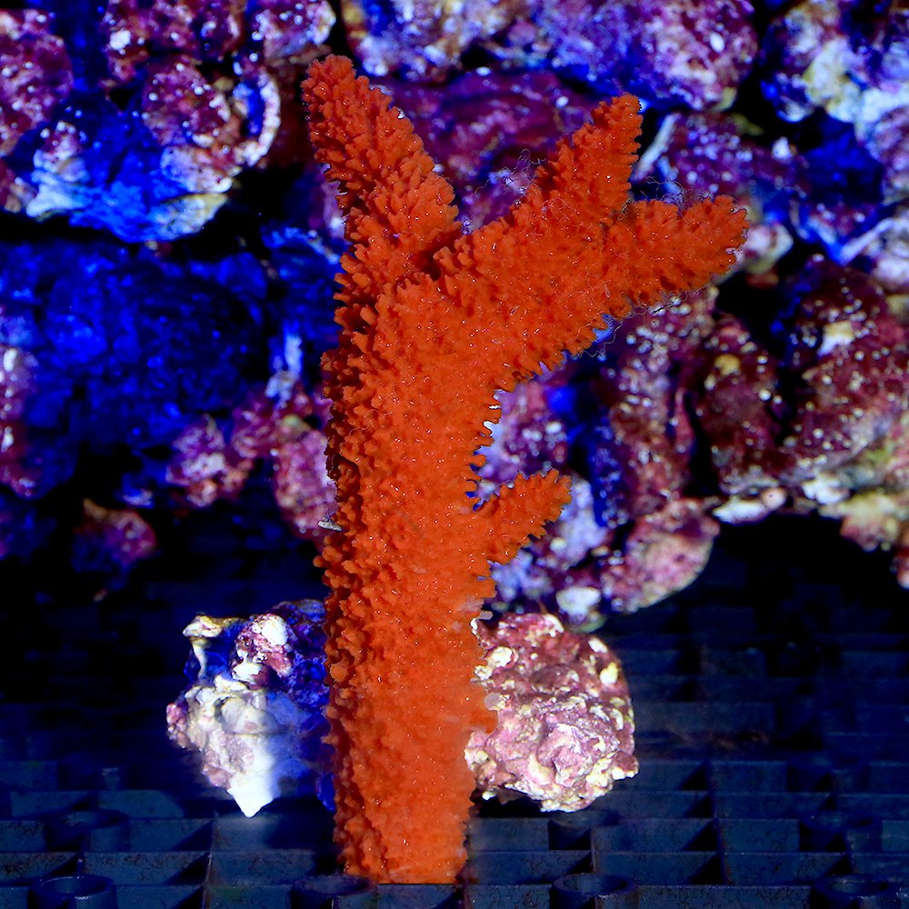 （サンゴ）レッドツリースポンジ　Ｍサイズ（１個）　ＣＲＣ26―50―60―00―00