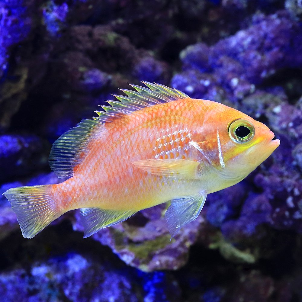 （海水魚）スミツキハナダイ　メス（１匹）　北海道・九州航空便要保温　ＣＲＣ26―30―20―00―00