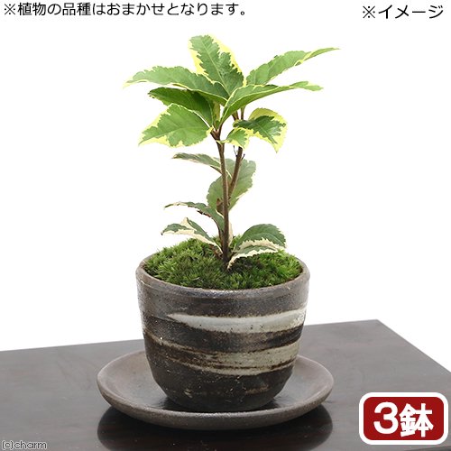 （山野草）苔盆栽　受け皿付き　おまかせ山野草盆栽　穴有益子焼植木鉢（刷毛目）（３鉢）　ＣＲＣ15―35―05―00―00