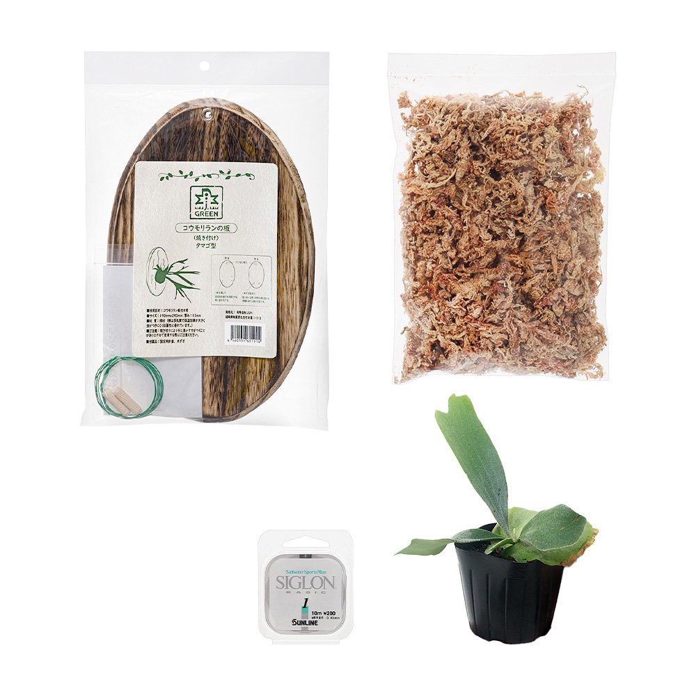（観葉植物）ビカクシダ板付けキット　タマゴ　ＣＲＣ15―30―10―10―00 4,805円