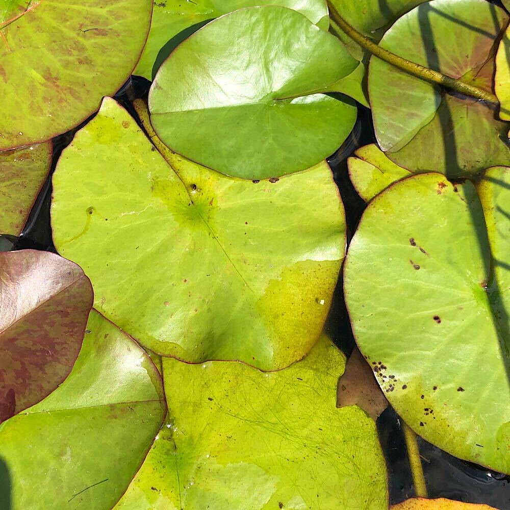 （ビオトープ）睡蓮　温帯性睡蓮（スイレン）（紫）サイアムパープル１　（１ポット）　ＣＲＣ15―10―10―50―00