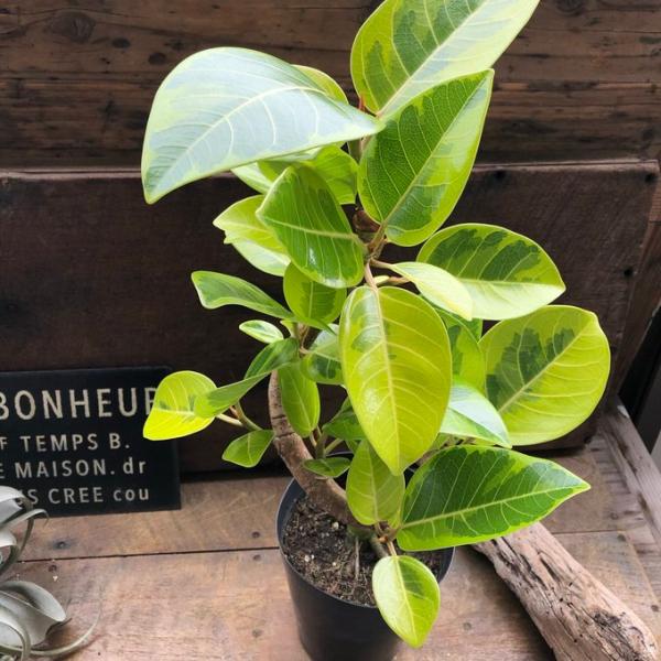 曲がり木 アルテシーマ フィカス 観葉植物 5号 インテリア