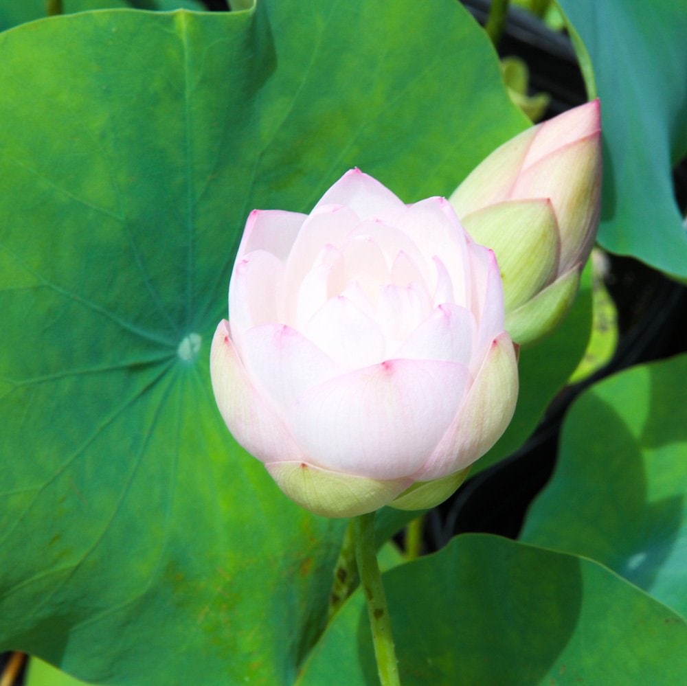 （ビオトープ）蓮　ハス（白）　Ｄｅｃｏｒａｔｅｄ　Ｌａｎｔｅｒｎ（１ポット）　ＣＲＣ15―10―30―20―20