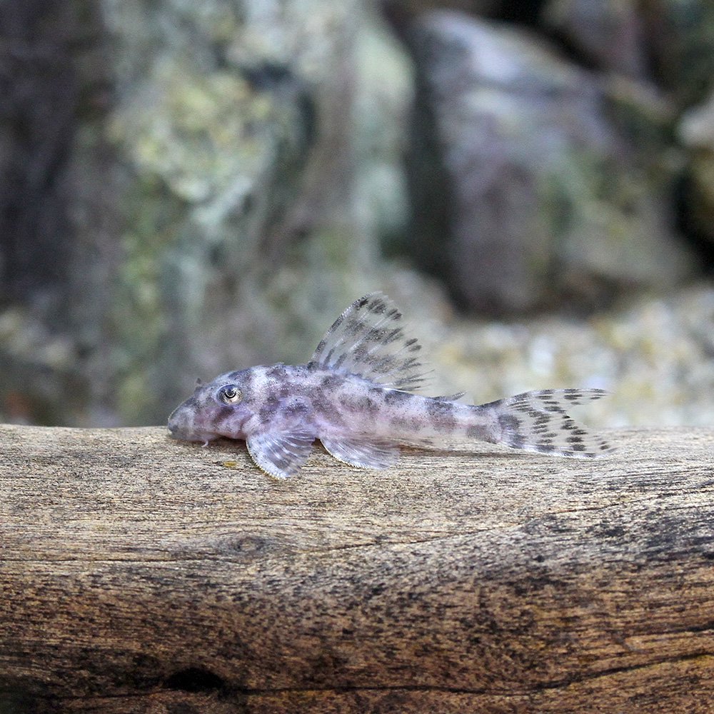 （熱帯魚）ニューダップルドインペリアル・プレコ（ブリード）（１匹）　北海道・九州航空便要保温　ＣＲＣ13―44―20―00―00
