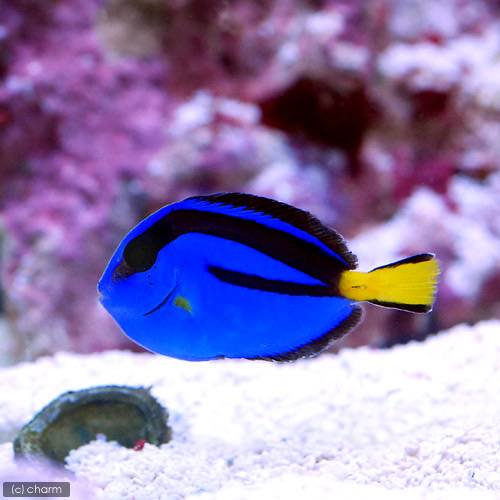 （海水魚）バリ産　ナンヨウハギ　Ｍサイズ（１匹）　北海道・九州航空便要保温　ＣＲＣ26―30―14―00―00