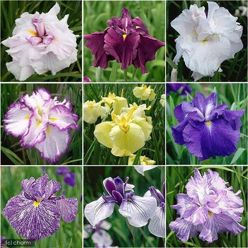 （ビオトープ）水生植物　池やお庭に！おまかせ花菖蒲　３号（２４ポットセット）　ＣＲＣ15―10―36―00―00