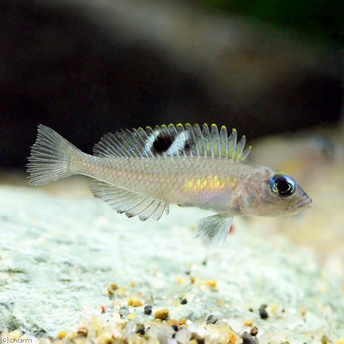 （熱帯魚）ネオランプロローグス・カングエンシス（１匹）　北海道・九州航空便要保温　ＣＲＣ13―28―46―00―00