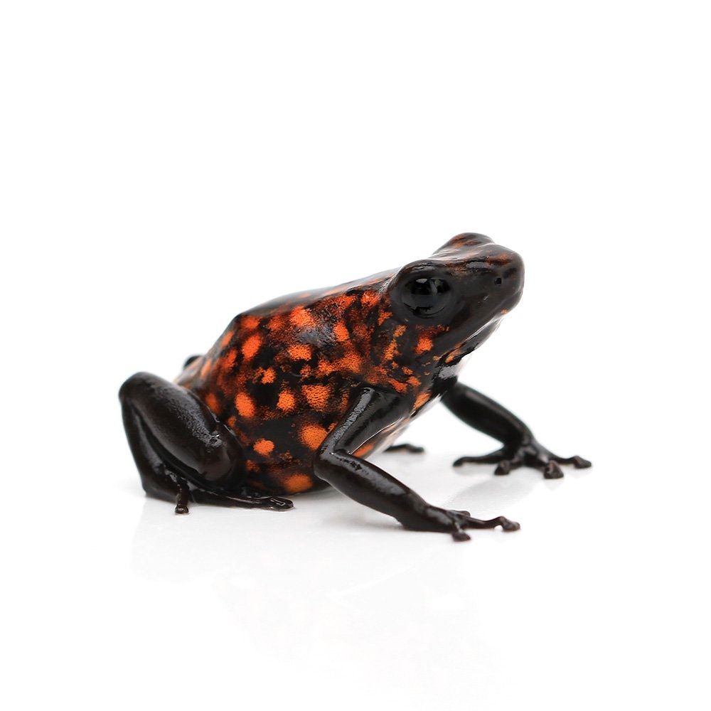 （両生類）シルバティカヤドクガエル　ディアブロｄｉａｂｌｏ（１匹）　ＣＲＣ17―05―35―20―00