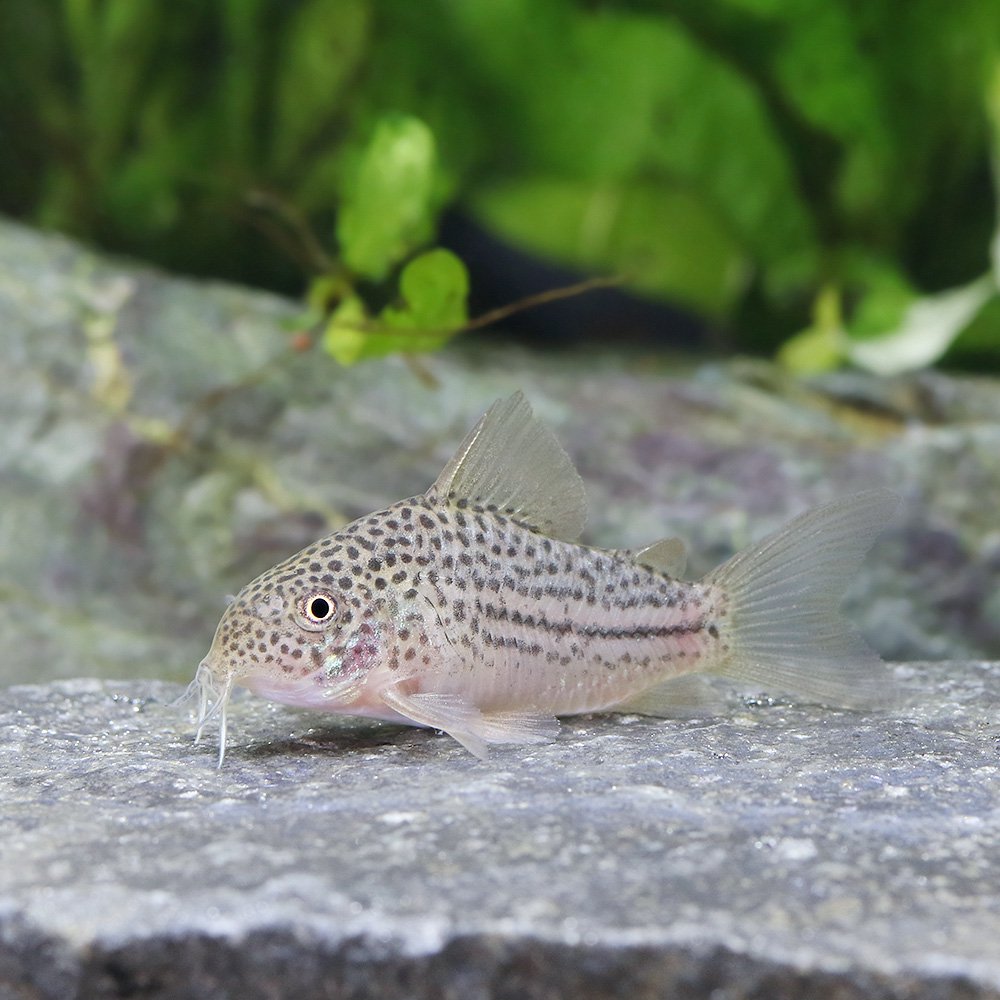 （熱帯魚）コリドラス　ジャンクションラインガラナ（ワイルド）（１匹）　北海道・九州航空便要保温　ＣＲＣ13―36―20―00―00観賞魚