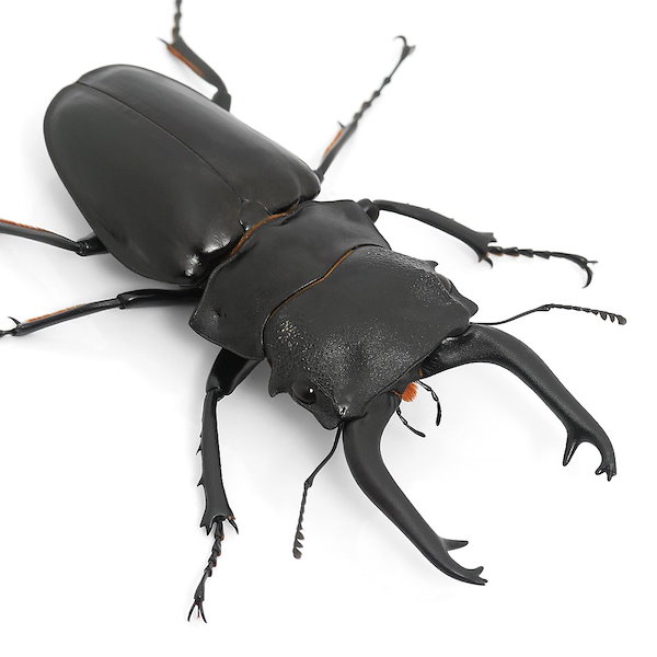 Qoo10] （昆虫）スティーブンスツヤクワガタ 長歯