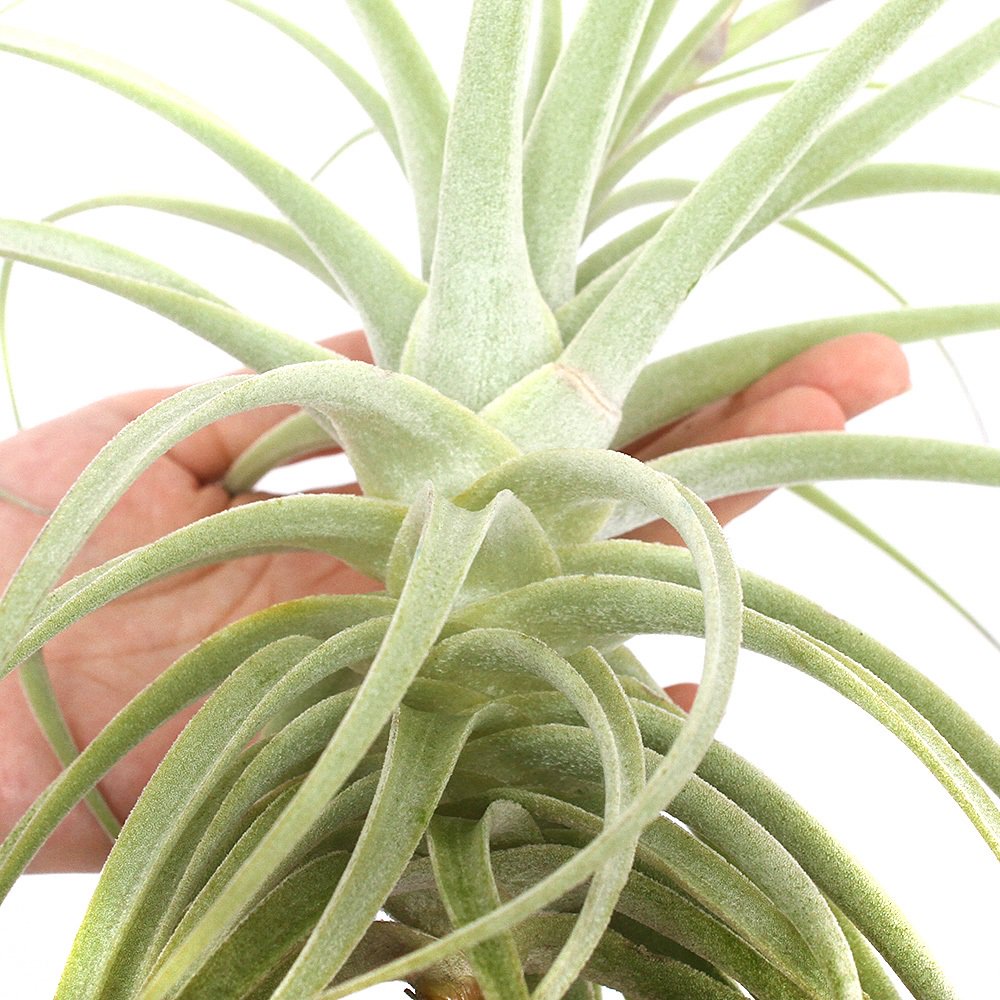 （観葉植物）エアープランツ　チランジア　プルプレア　Ｌサイズ（１株）　ＣＲＣ15―50―10―00―00