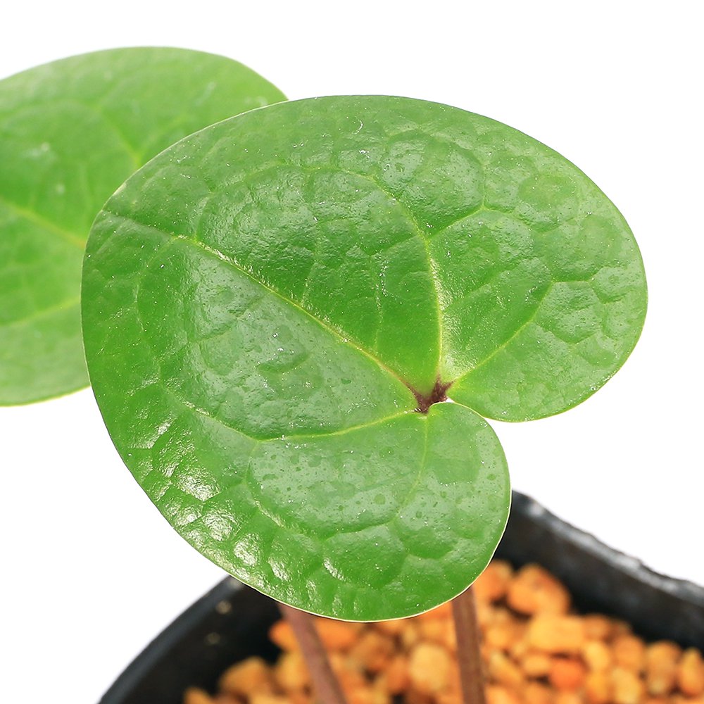 （山野草）カンアオイ（寒葵）センカクカンアオイ　３号（１ポット）　ＣＲＣ15―35―40―00―00