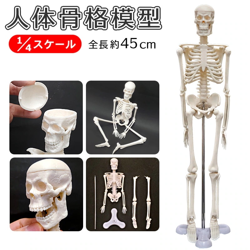 骨格模型をつくる　上肢モデル　1-4 デアゴスティーニ　非売品 骨格模型をつくる上肢モデル1-4 デアゴスティーニ非売品