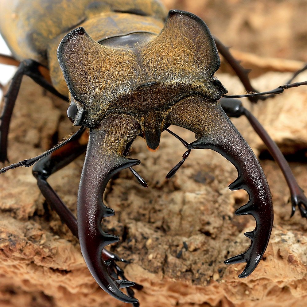 （昆虫）国産ミヤマクワガタ　愛媛県産　成虫　ＷＣ　７０ー７１ｍｍ（１ペア）　ＣＲＣ18―25―20―20―10