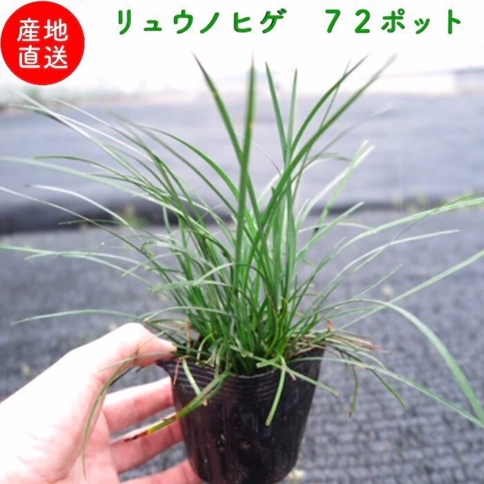 リュウノヒゲ（竜の髭）９cmポット ７２株