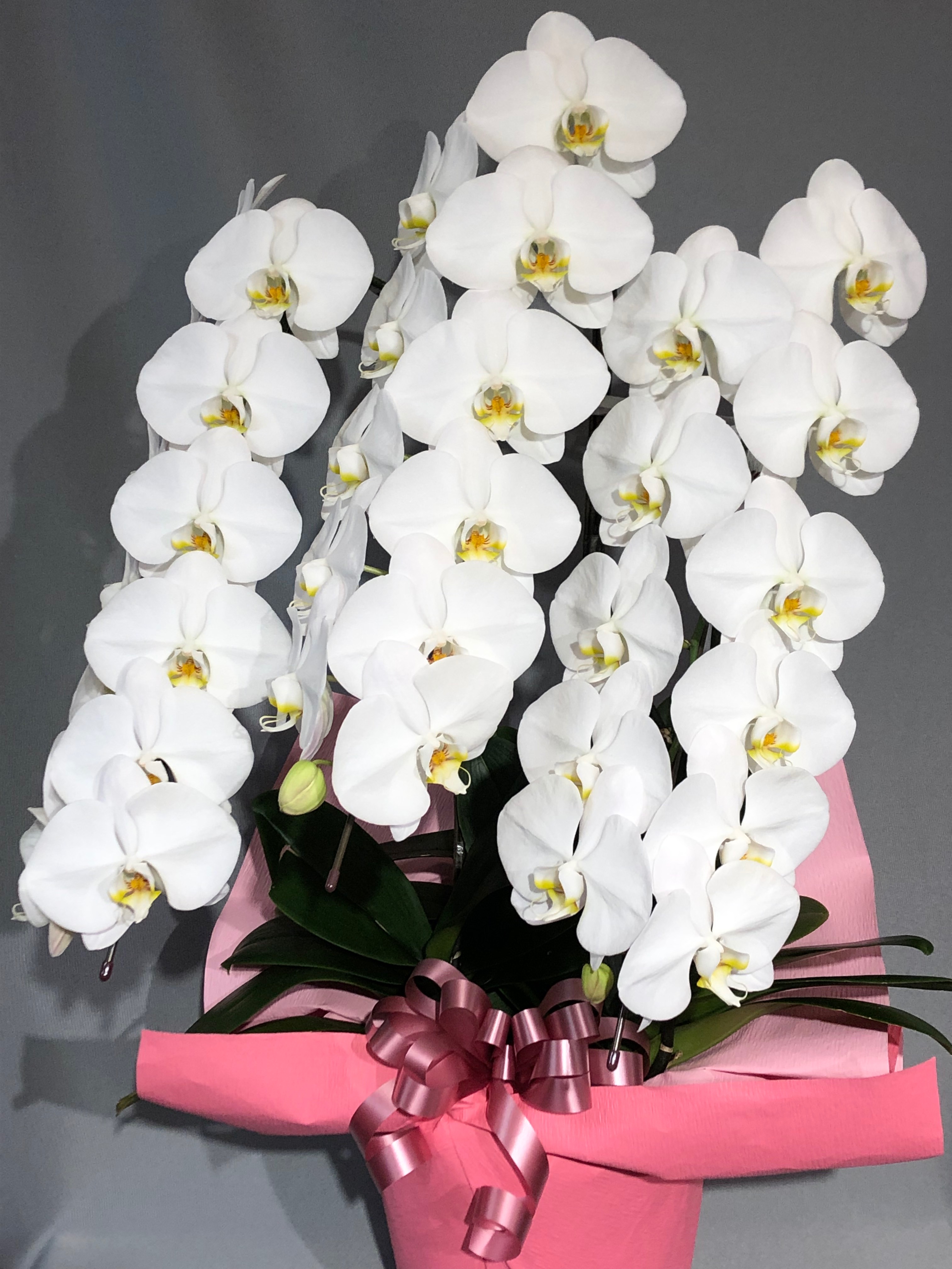 商品ID 6117 胡蝶蘭　白　３本立ち　生花 14,454円