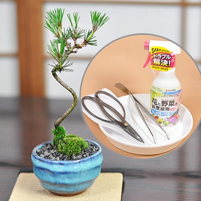 盆栽 盆栽と初心者道具のセット 松盆栽 本格四国黒松 ミニ黒松 受け皿付き 趣味 ギフト 贈り物 プレゼント父の日 敬老の日 お誕生日 盆栽鋏 ピンセット トレー 殺虫剤 盆栽妙