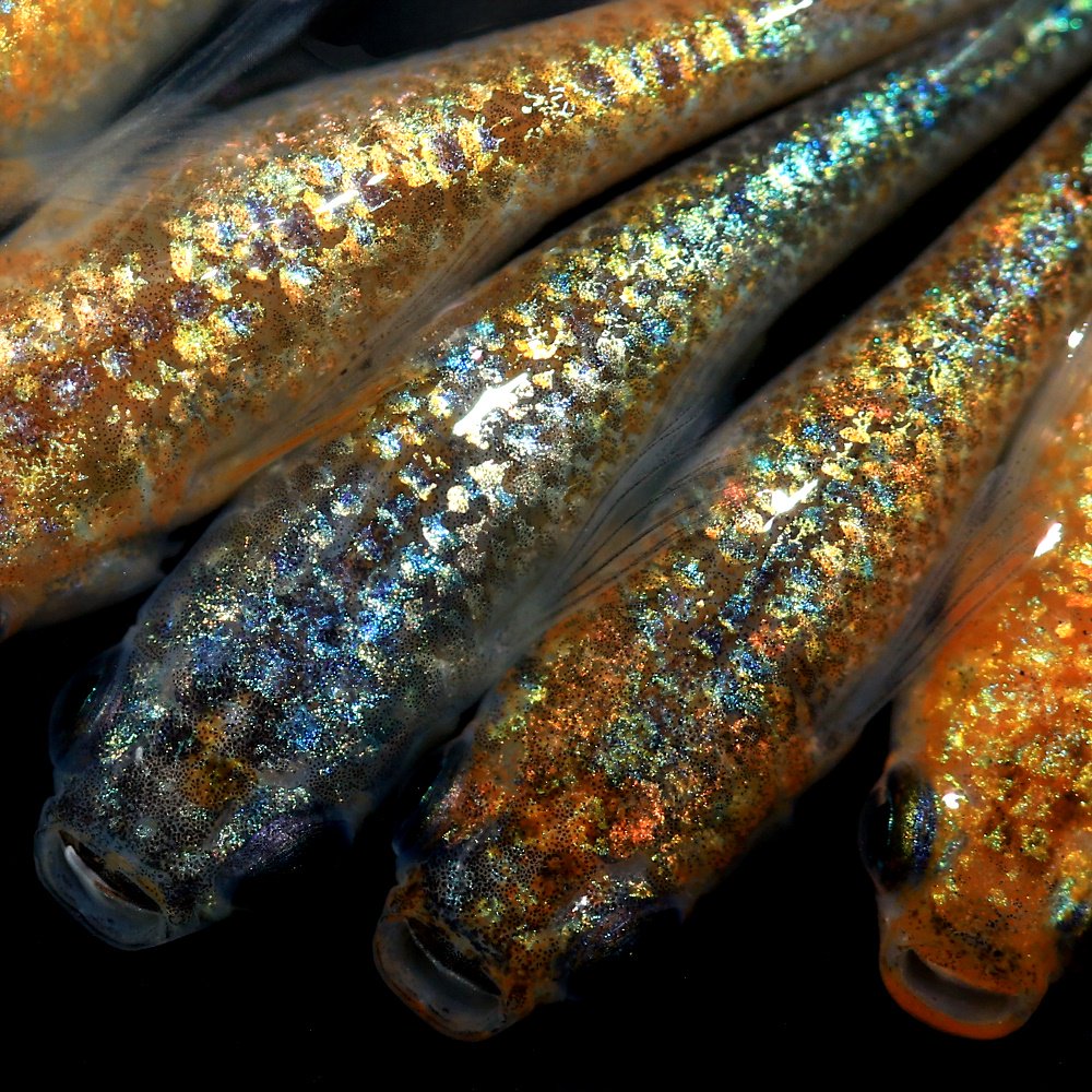 （めだか）プリンスメダカ　メダカ屋サバンナ直系（５匹）　ＣＲＣ60―20―22―60―00