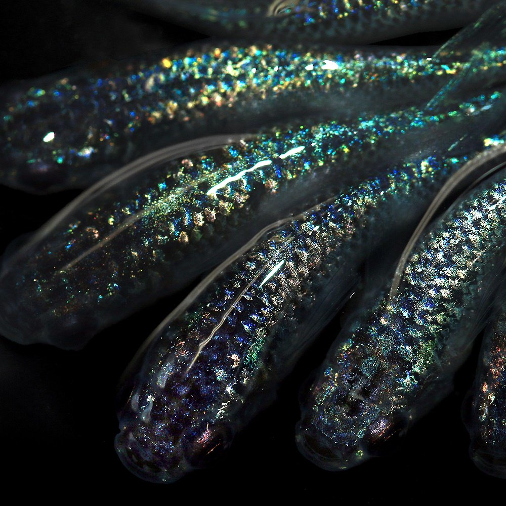 （めだか）ネプチューンメダカ　メダカ屋サバンナ直系（３匹）　ＣＲＣ60―20―22―30―10