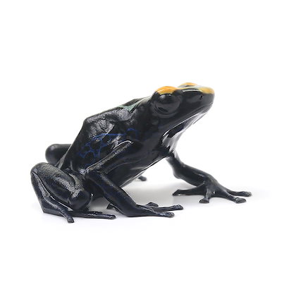 両生類）アイゾメヤドクガエル トゥルー シパリウィニtrue