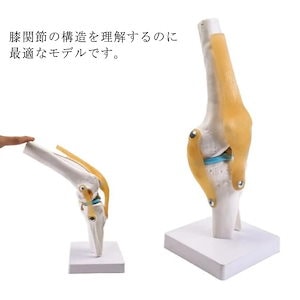 膝関節 模型 膝模型 人体模型 大腿骨 脛骨 腓骨 関節モデル 膝蓋靭帯 膝蓋骨 膝の模型 膝モデル 人体モデル 骨格模型 生物 模型 解剖模型 台座 固定 学習 標本 教材 実験 人体 医療 図鑑