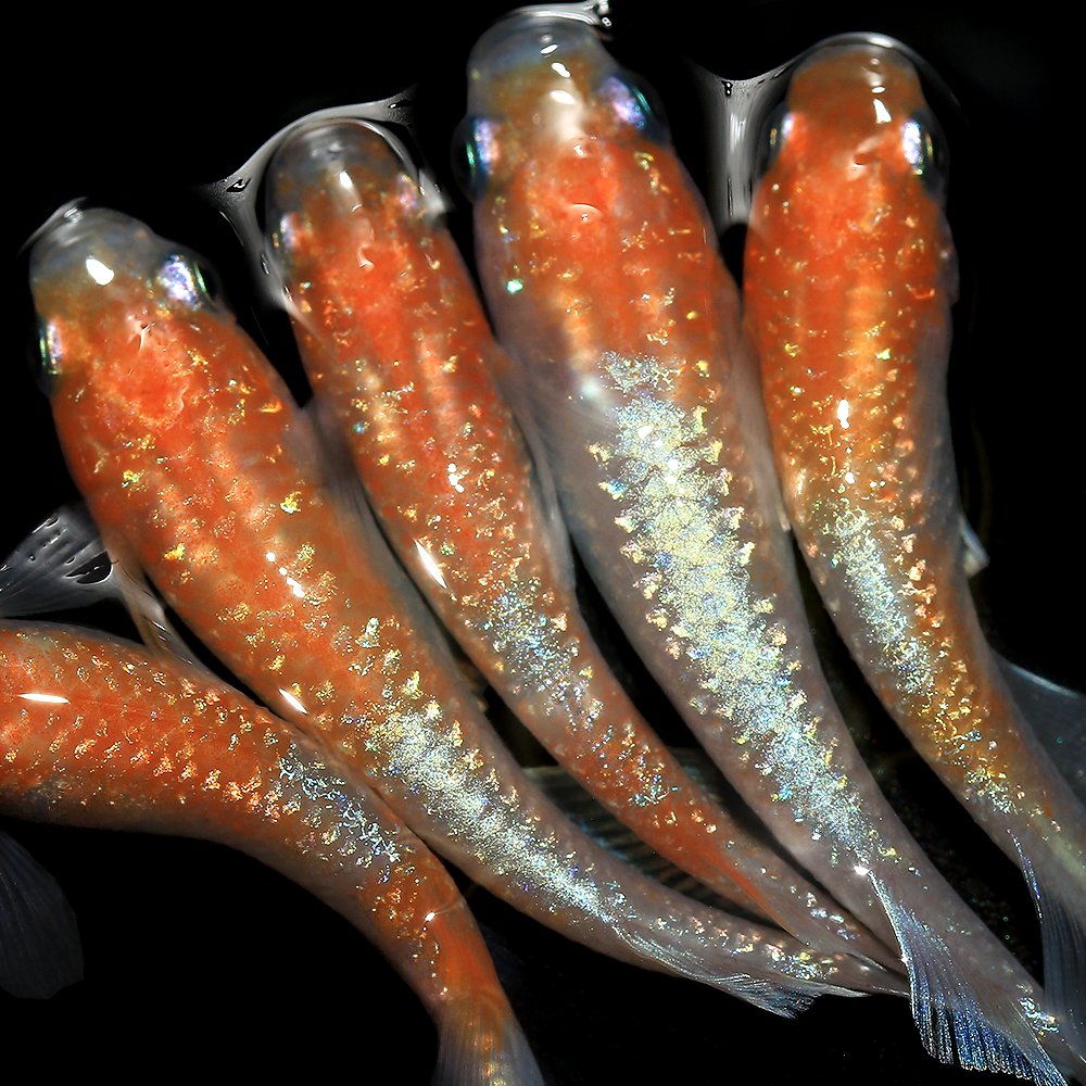 （めだか）王彗華メダカ　上州めだか直系（５匹）　ＣＲＣ60―20―22―70―10