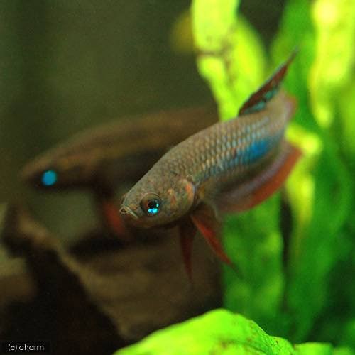 （熱帯魚）ベタ・コッキーナ（ワイルド）（１ペア）　北海道・九州航空便要保温　ＣＲＣ13―32―08―00―00