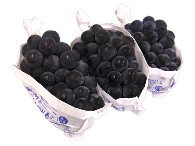 =岡山産 種なしニューピオーネ= 優品 超大房 2-3房 約2-2.5kg ぶどう 予約 9月以降