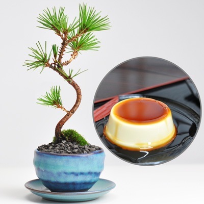 盆栽 盆栽とお菓子のセット 松盆栽 本格四国黒松 万古焼 受け皿付き スイーツセット 神戸プリン 趣味 ミニ盆栽 プレゼント 贈り物 ギフト お誕生日 盆栽妙
