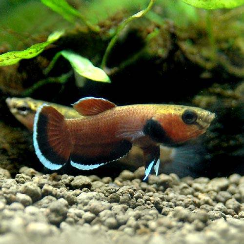 （熱帯魚）ベタ・チャンノイデス（ワイルド）（１ペア）　北海道・九州航空便要保温　ＣＲＣ13―32―08―00―00