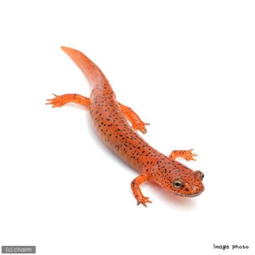 （両生類）レッドサラマンダー　ＷＣ個体（１匹）　北海道航空便要保温　ＣＲＣ17―05―60―00―00