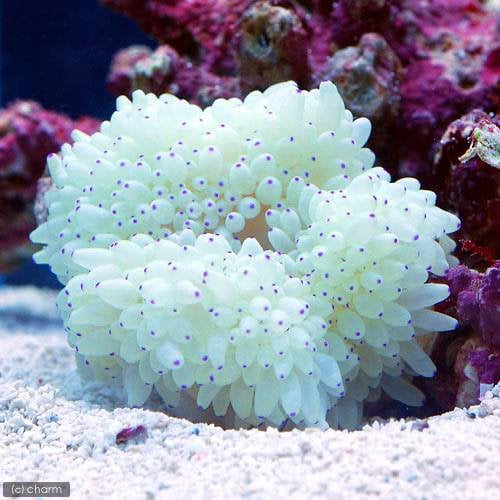 （海水魚）シライトイソギンチャク　Ｌサイズ（１匹）無脊椎動物　ＣＲＣ26―63―00―00―00