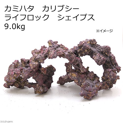 カミハタ　カリブシー　ライフロック　シェイプス　９．０ｋｇ　人工ライブロック　ＣＲＣ10―35―90―30―00