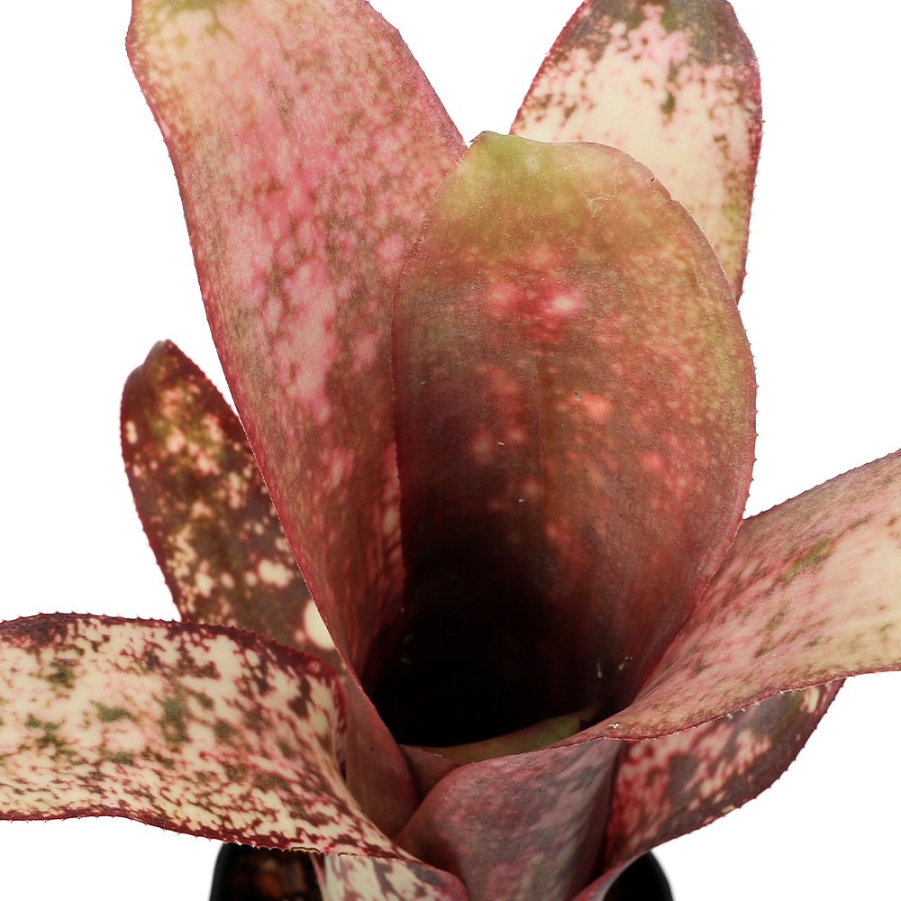 （観葉植物）ビルベルギア　’ドリーム’（ドリームス）　３号（１株）タンクブロメリア　ＣＲＣ15―23―10―99―00 4,924円