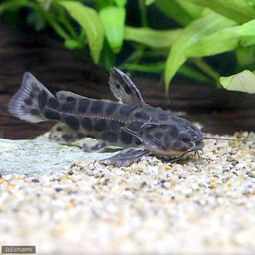 （熱帯魚）ジャガー・キャット　ブラジル（１匹）　北海道航空便要保温　ＣＲＣ13―46―00―00―00