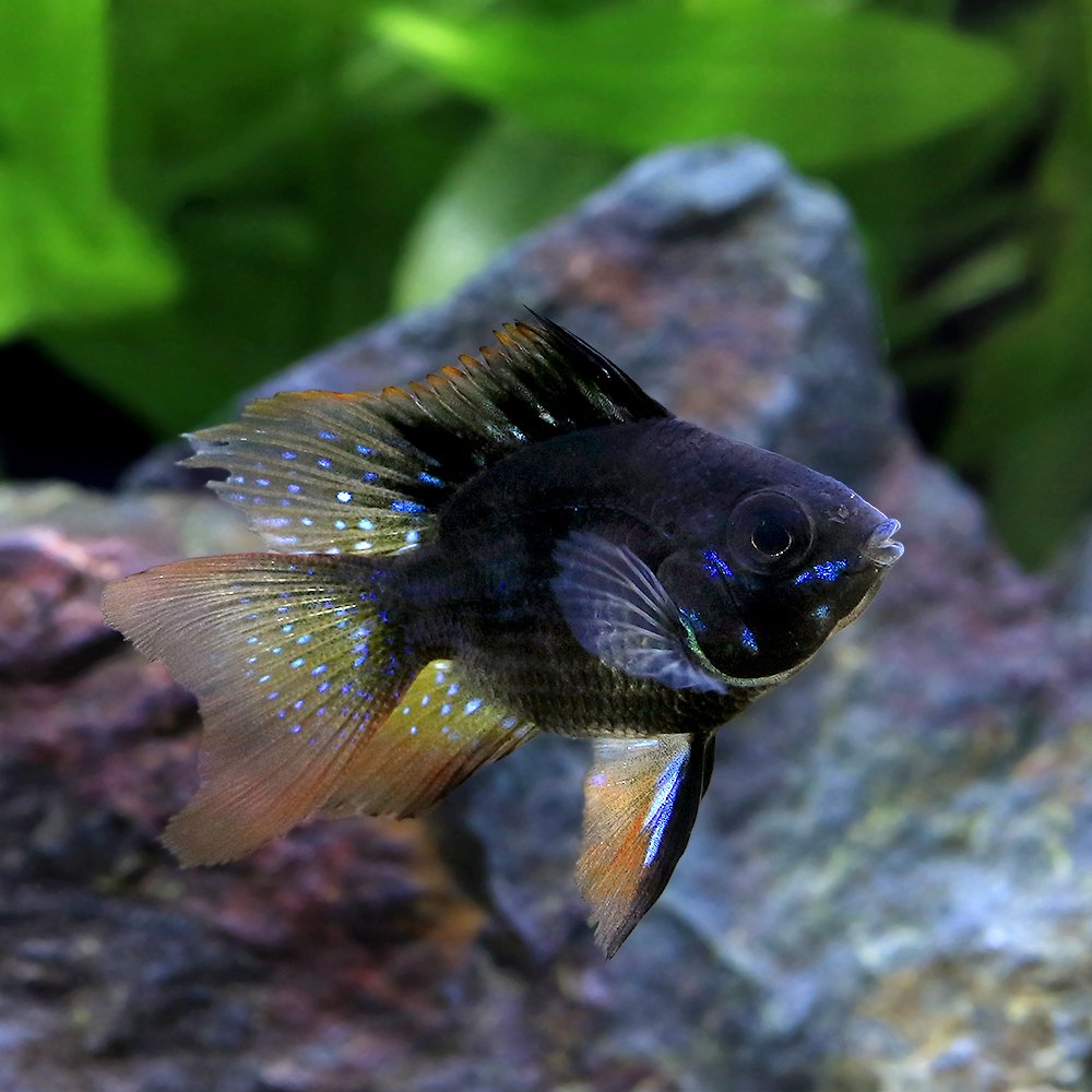 （熱帯魚）ロングフィンバルーンダークナイトラミレジィ（１匹）　北海道・九州航空便要保温　ＣＲＣ13―28―10―00―00