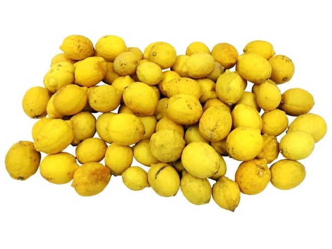 =完熟国産レモン= 訳あり 約10kg 大きさおまかせ 産地厳選 予約 入荷次第発送