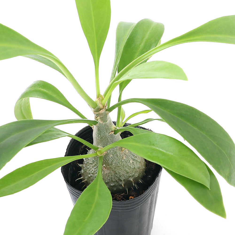 （観葉植物）ミルメコディア　ベッカリー　２ー３号（１ポット）　アリ植物　コーデックス　ＣＲＣ15―60―75―00―00