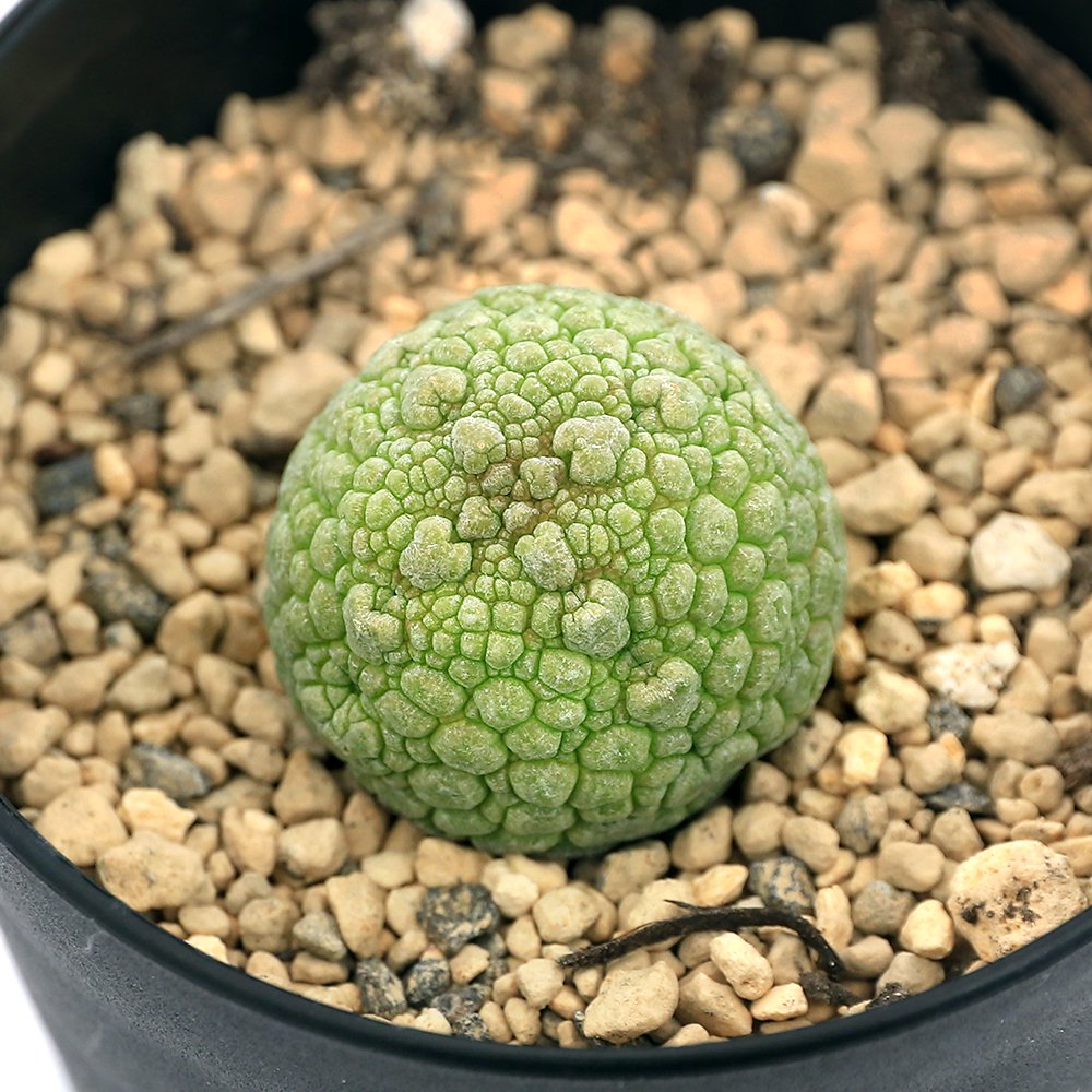 （多肉植物）プセウドリトス　ミギウルティヌス　２．５号（１鉢）　ＣＲＣ15―60―75―00―00