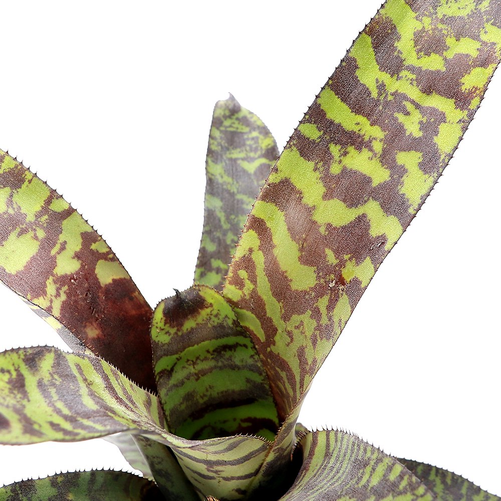 （観葉植物）カニストラム　セイデリアナム　３号（１株）タンクブロメリア　ＣＲＣ15―30―20―22―00