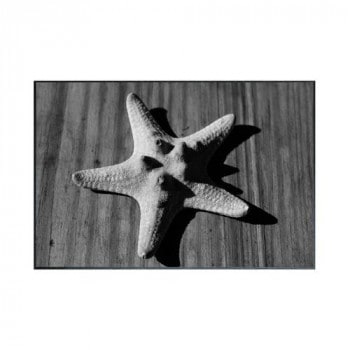 Photography Star fish アートパネル IAA-53248