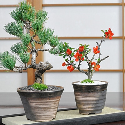 盆栽 花 松 ペアセット【ミニ盆栽 長寿梅 五葉松 ペアギフト 万古焼 お揃い セット ラッピング メッセージカード 結婚式 縁起物 景品 両親 贈呈品 プレゼント 花束贈呈 二次会 bonsai ぼ