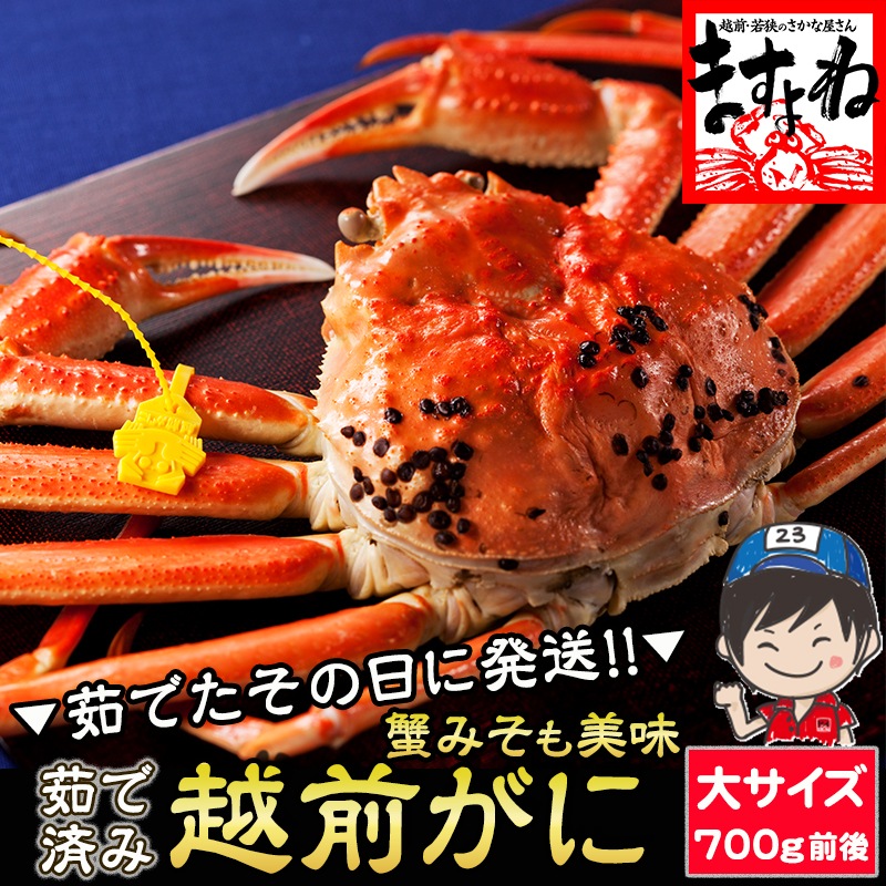 茹でた当日発送！越前がに700g前後 黄色ブランドタグ付き ボイルズワイガニ 越前蟹【ギフトのし対応】