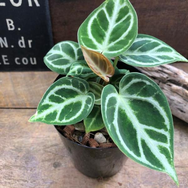ドラヤキ アンスリウム 丸鉢 希少 美しい 観葉植物