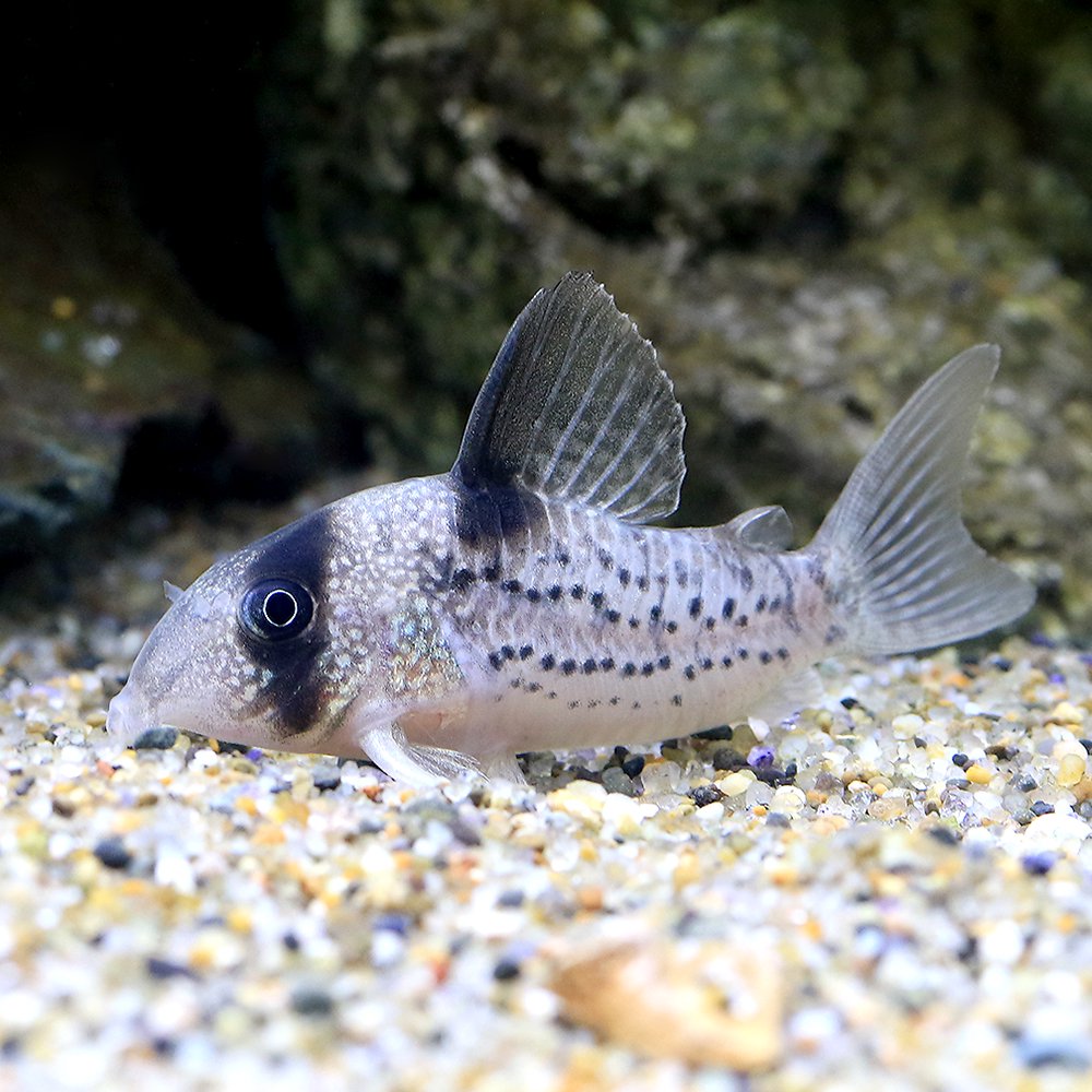 （熱帯魚）コリドラス・アンチェスター　ＣＷ００４（ブリード）（１匹）　北海道航空便要保温　ＣＲＣ13―36―20―00―00