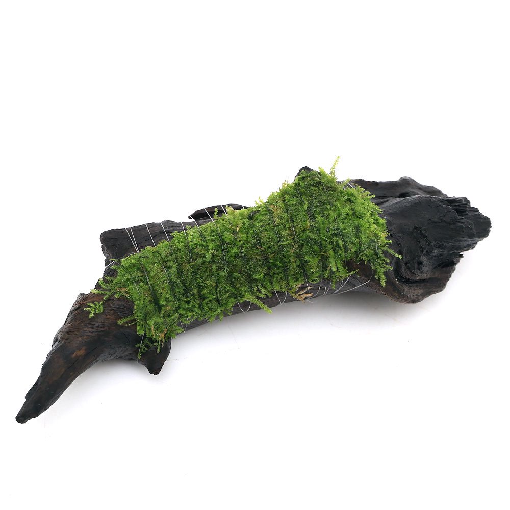 （水草）巻きたて　南米ウィローモス付　流木　Ｍサイズ（約２０ｃｍ）（水中葉）（無農薬）（３本）　北海道航空便要保温　ＣＲＣ12―18―20―75―00