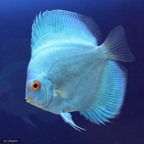 （熱帯魚）リフレクションブルーダイヤモンド・ディスカス（Ｍサイズ）（ペナンブリード）（１匹）　北海道航空便要保温　ＣＲＣ13―31―10―00―00